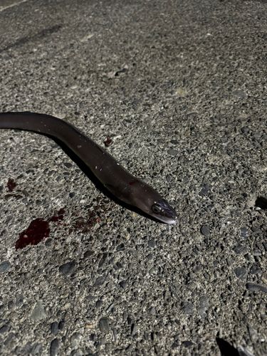 マアナゴの釣果