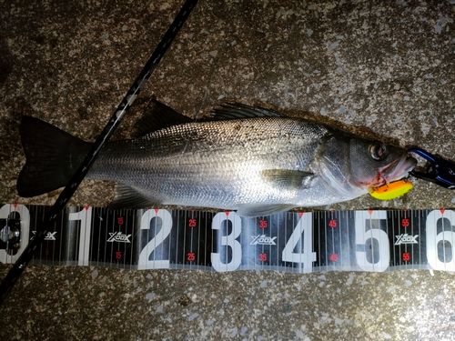 ヒラスズキの釣果