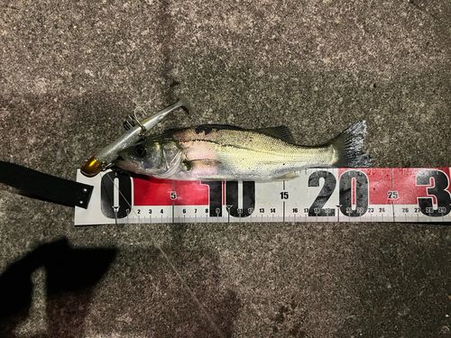 セイゴ（ヒラスズキ）の釣果