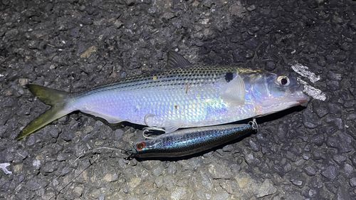 コノシロの釣果