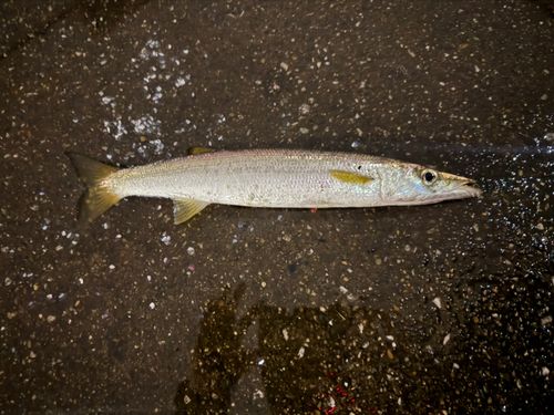 アカカマスの釣果