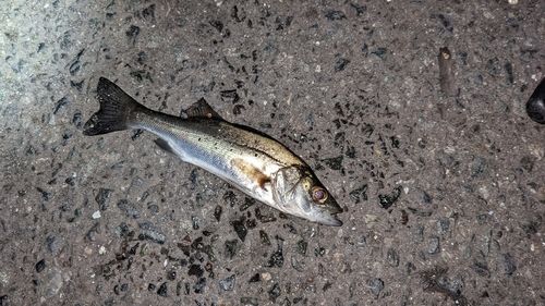 セイゴ（タイリクスズキ）の釣果