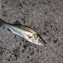 セイゴ（タイリクスズキ）