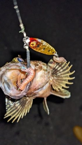 ウロハゼの釣果