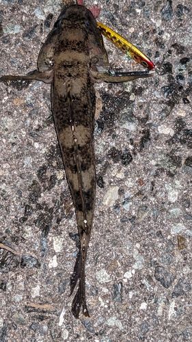 ウロハゼの釣果