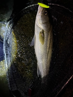 マルスズキの釣果