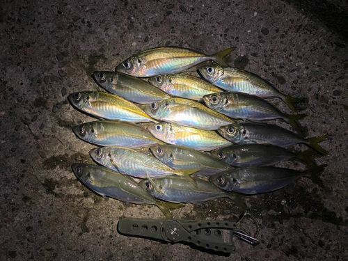 アジの釣果