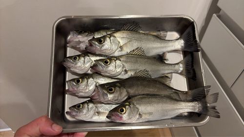 セイゴ（ヒラスズキ）の釣果