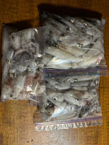 マメイカの釣果