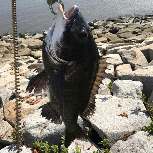 クロダイの釣果