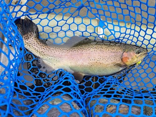 ベリーパーク in FISH ON! 王禅寺