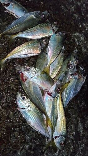 アジの釣果