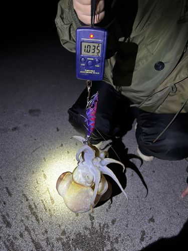 コウイカの釣果