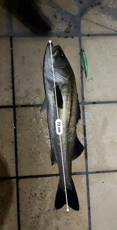 シーバスの釣果