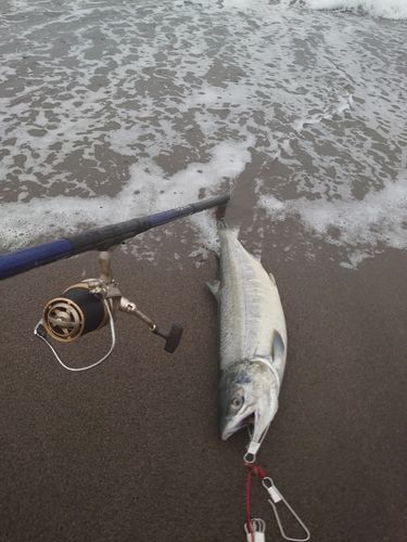 シロザケの釣果