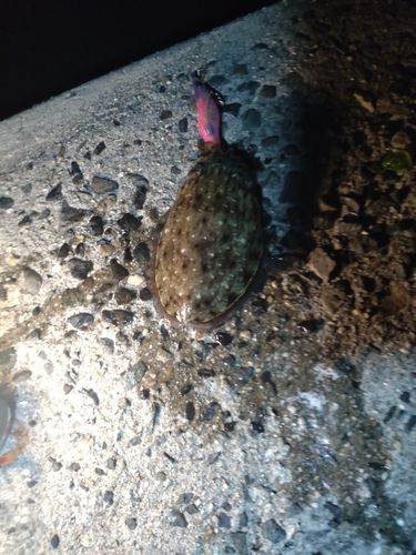 コウイカの釣果