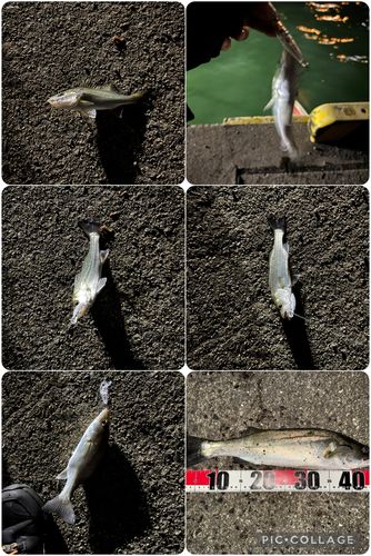 シーバスの釣果