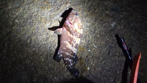 キジハタの釣果