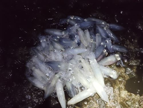 マメイカの釣果