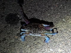 ワタリガニの釣果