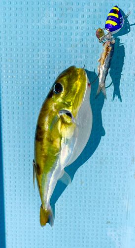 クロサバフグの釣果