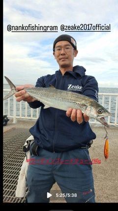 サゴシの釣果
