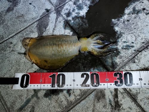 アオリイカの釣果
