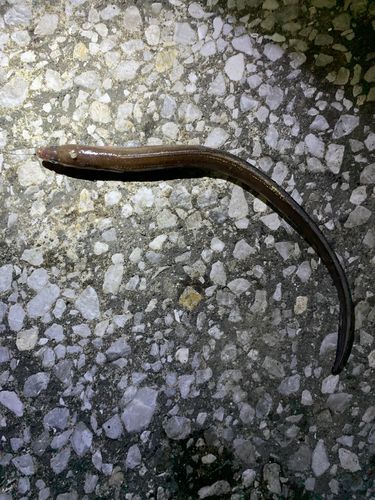 東京湾（アクアライン以北）