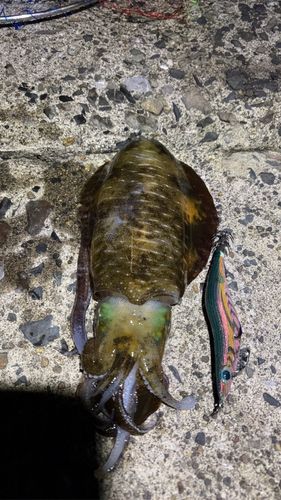 アオリイカの釣果