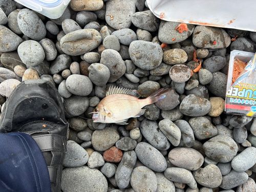 チャリコの釣果