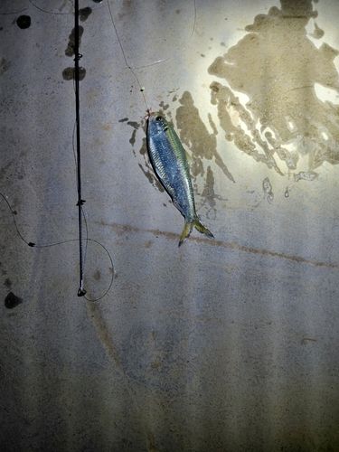 ママカリの釣果