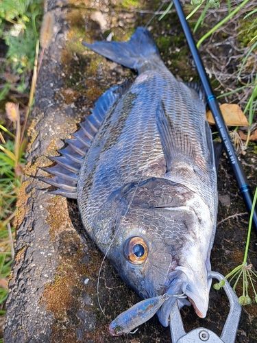 大村湾（北部）