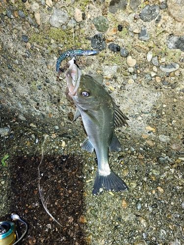 セイゴ（ヒラスズキ）の釣果