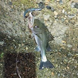 セイゴ（ヒラスズキ）