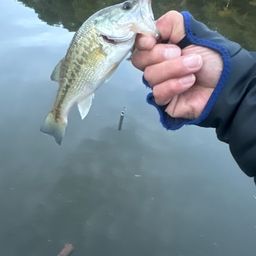 ラージマウスバス