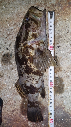 ベッコウゾイの釣果