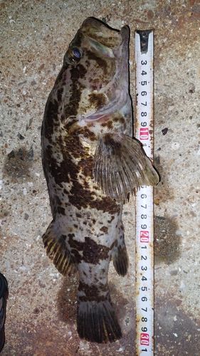 ベッコウゾイの釣果