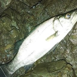 セイゴ（ヒラスズキ）