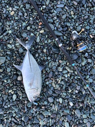 ギンガメアジの釣果