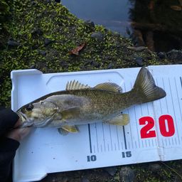 スモールマウスバス