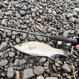 セイゴ（ヒラスズキ）