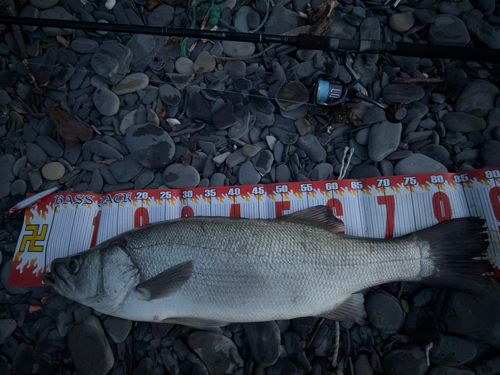 ヒラスズキの釣果