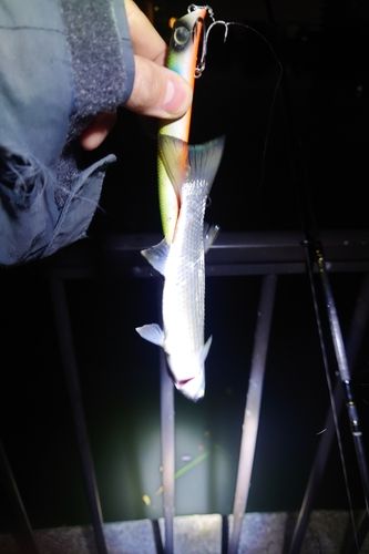 セイゴ（マルスズキ）の釣果