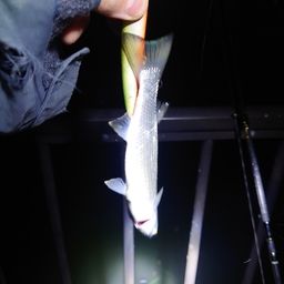 セイゴ（マルスズキ）