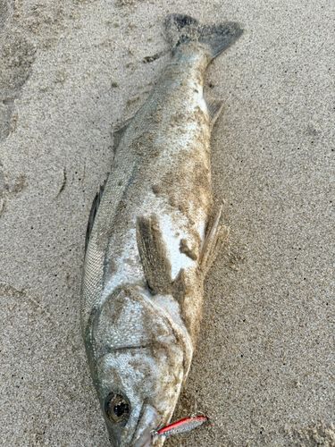 フッコ（マルスズキ）の釣果