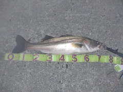 マルスズキの釣果