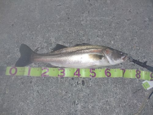 マルスズキの釣果