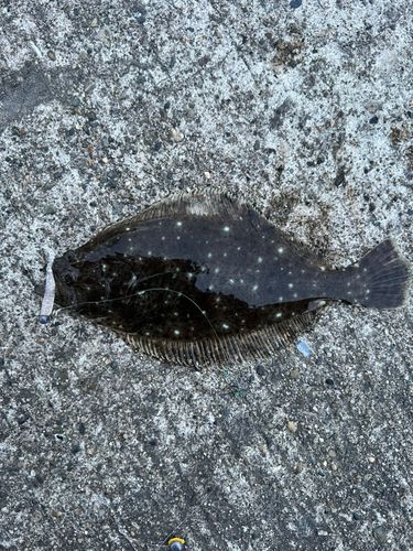 ヒラメの釣果