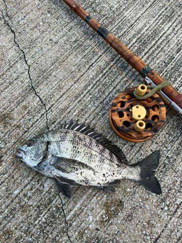 チンチンの釣果