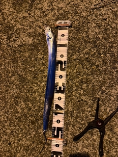 タチウオの釣果